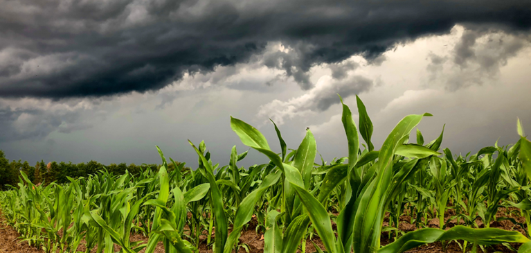 storm over corn field