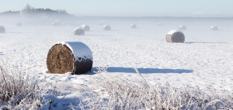Hay bales in wintery field