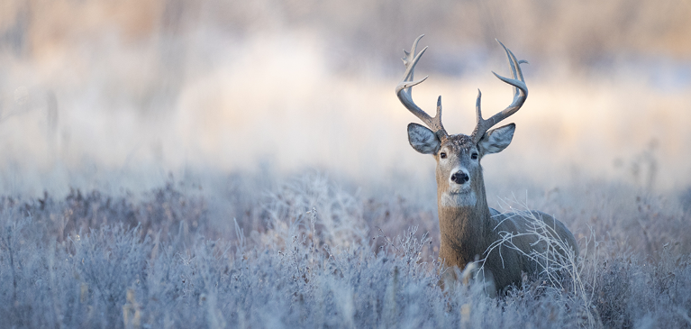 Buck in winter field