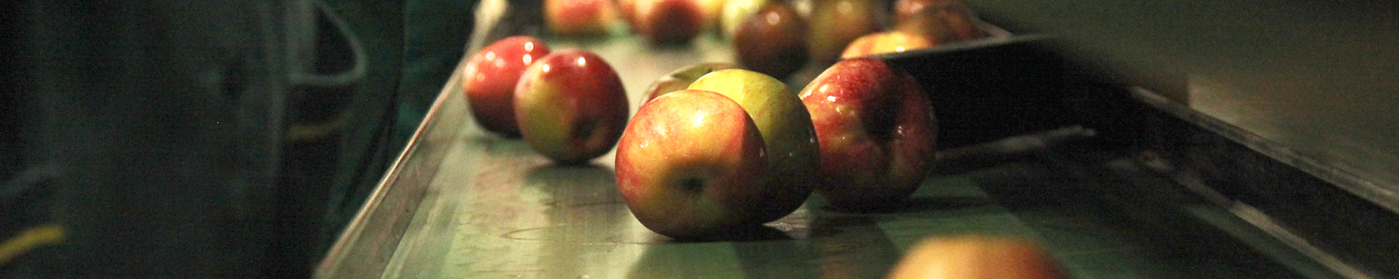 Apples on a processing line