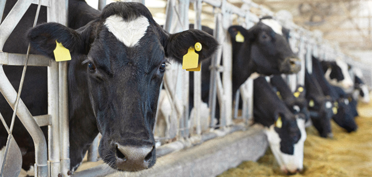 Dairy market update