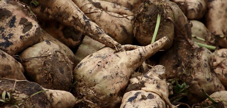 Pile of sugarbeets