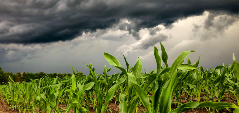 Crop Insurance News: Now is the time to sign up for hail insurance ...