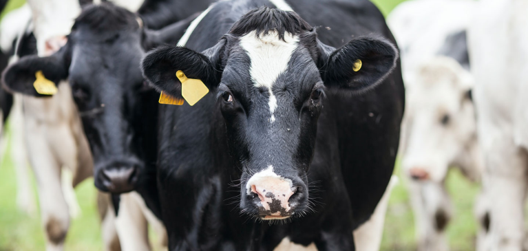 dairy cow looking into camera