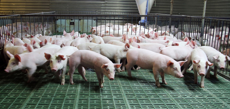 Commodity Update: U.S. pork outlook in 2022 | GreenStone FCS