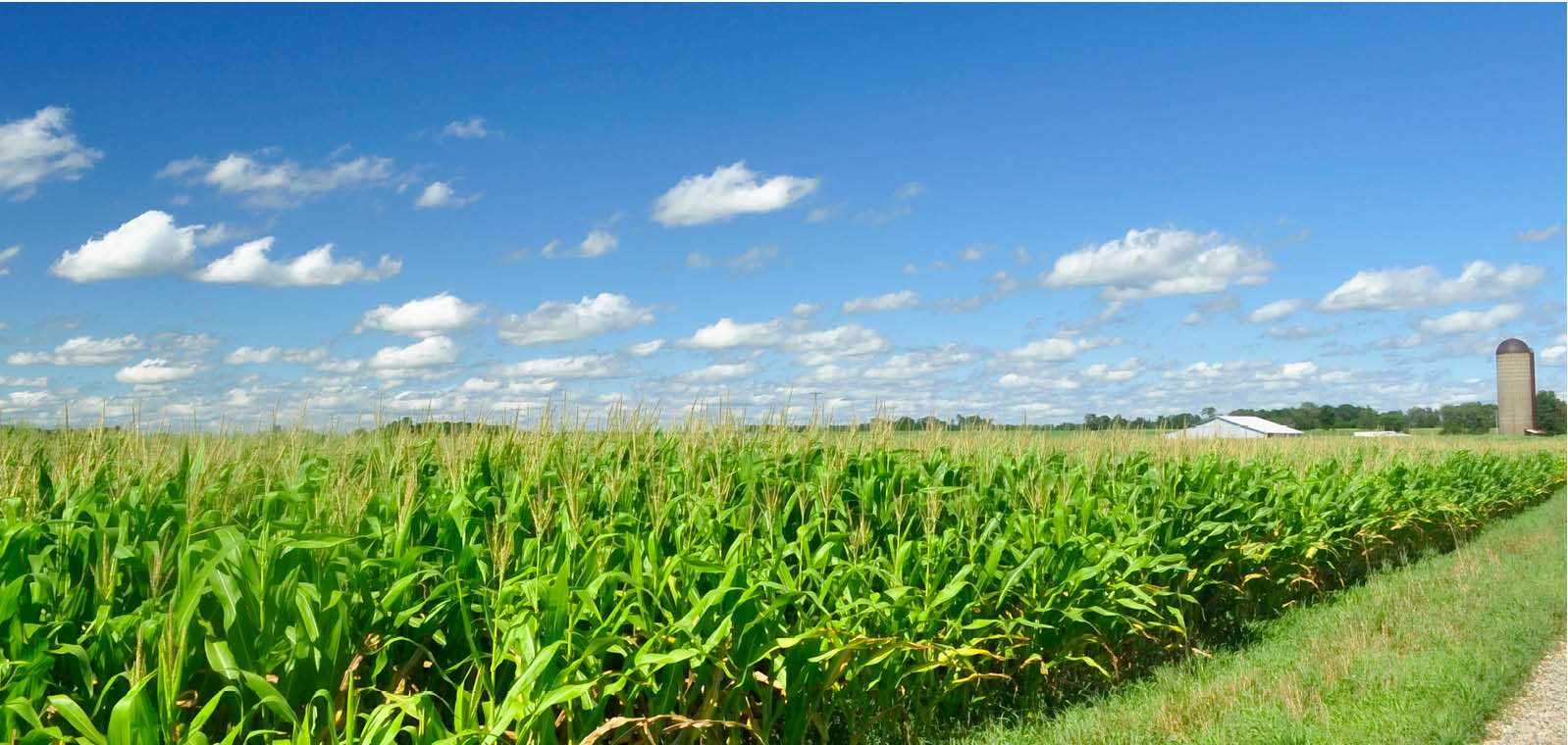 field of corn on a summer day