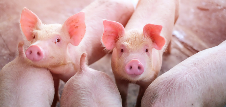 Pork exports are projected to increase in 2024, helping to keep prices and margins stable.