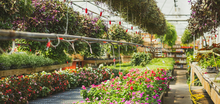 flowers and plants in a greenhouse